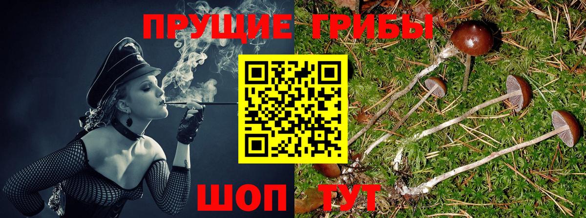 дарнет шоп  Галлюциногенные грибы MAGIC MUSHROOMS  Камень-на-Оби  Вход с VPN  Псилоцибиновые грибы Magic Shrooms 